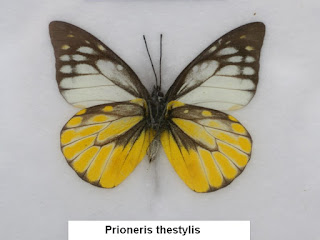 Prioneris thestylis