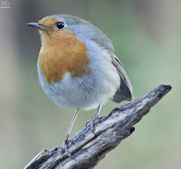 Petirrojo europeo (Erithacus rubecula)