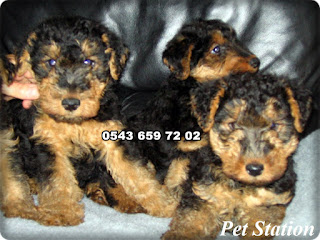 satılık airedale terrier yavruları, airedale köpek fiyatları, ariedale terrier yavruları sahbinden, airedale terrier satışı, airedele terrier özellikleri, sahibinden satılık airedale terrier yavruları, satılık airedale terrier yavrusu, satılık yavru airedale terrier, sahibinden satılık terrier yavruları, satılık airedale terrier yavruları istanbul, satılık airedale terrier yavruları ankara,satılık airedale terrier yavruları antalya, satılık airedale terrier yavruları bursa, satılık airedale terrier yavruları izmir, satılık airedale terrier yavruları eskişehir, satılık airedale terrier yavruları çanakkale, satılık airedale terrier yavruları muğla, satılık airedale terrier yavruları trabzon, satılık airedale terrier yavruları sakraya, 