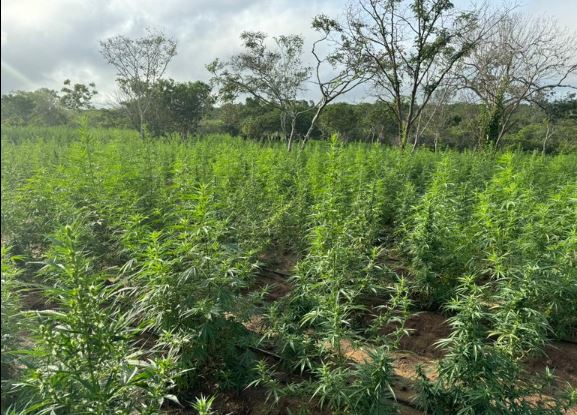 PF e PM/BA erradicam cerca de 22,5 mil pés de maconha na Bahia