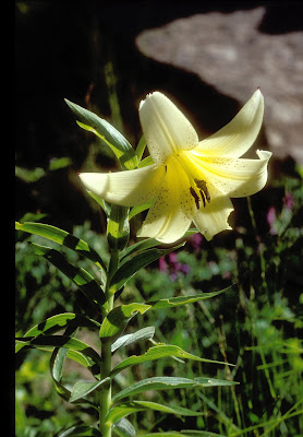 Лилия армянская / Лилия однобратственная подвид армянский (Lilium armenum, =Lilium monadelphum subsp. armenum)