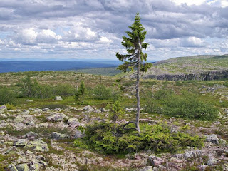 Самое старое дерево в мире возрастом 9 500 лет