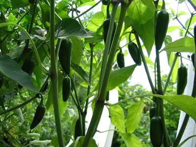 Fruiting jalapeno pepper plant