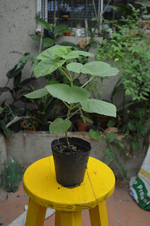 Kiri. Paulownia tomentosa.