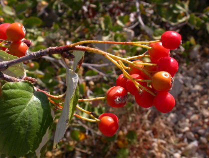 Ария зонтичная / Ария округлая / Рябина зонтичная (Aria umbellata, =Aria orbiculata, =Sorbus umbellata)