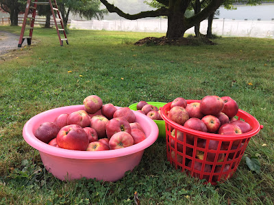 Picking Apples from our Tree