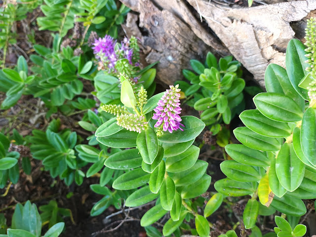 Verónica (Hebe x andersonii).