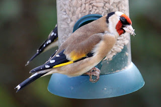 UK Goldfinch