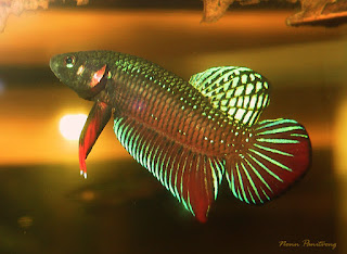 Ikan cupang alam Betta splendens