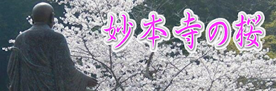  妙本寺の桜