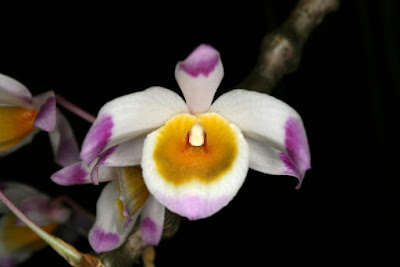 Dendrobium pendulum care and culture