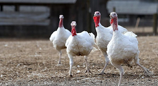 cara beternak ayam kalkun