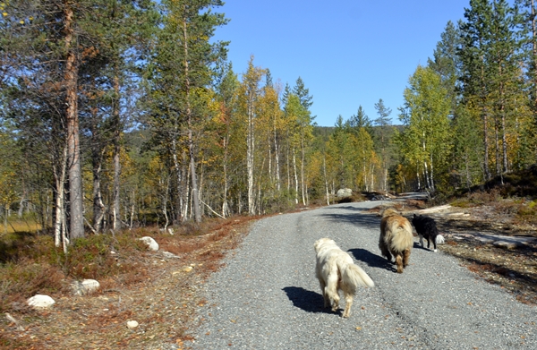 kollsjøen urdevasselva