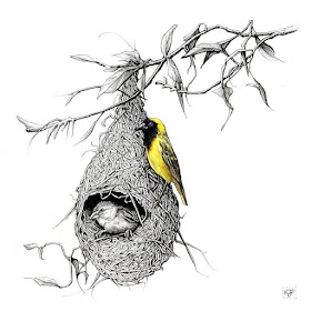 11-Weaver-Birds-Animals-and-Nature-Drawings-Kristin-Frost