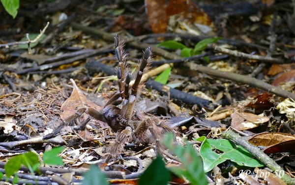 Qual é o habitat da aranha caranguejeira?