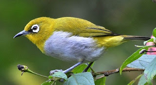 makanan burung pleci biar cepat gacor