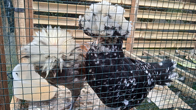 kelebihan memelihata ayam dan cara merawat anak ayam warna-warni