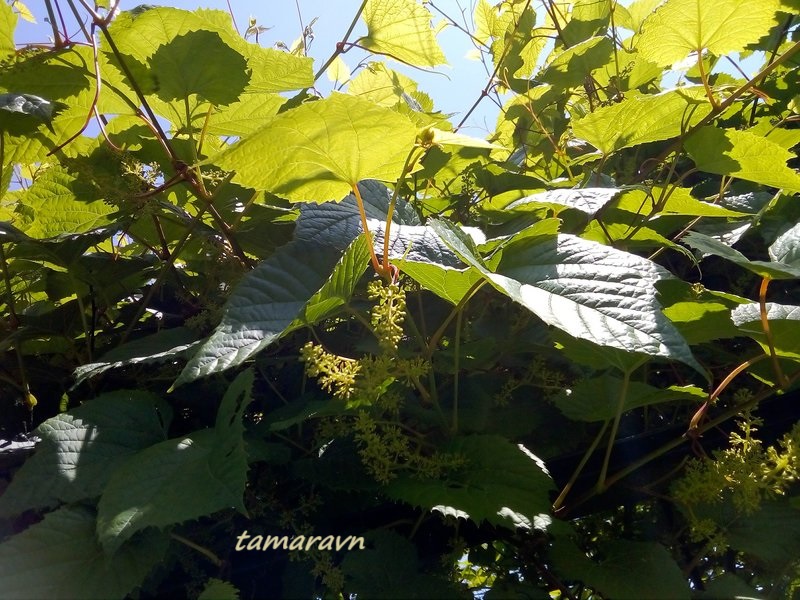 Виноград амурский (Vitis amurensis)