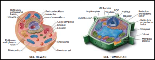  Sel  Hewan  Sel  Tumbuhan Beserta  Gambarnya