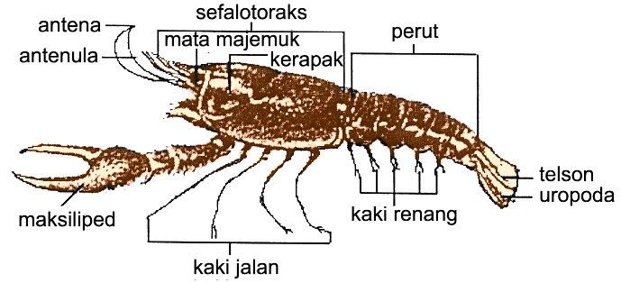 KILAS BIOLOGI Crustacea  Udang 