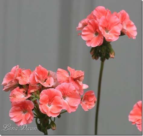 Geranium_Pelargonium_Salmon