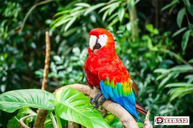 Top 5 Best Parrot Breeds for Beginners