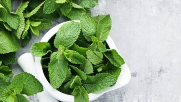 Can mint help manage diabetes?, What are the benefits of mint for diabetes?, Side effects of mint for diabetes
