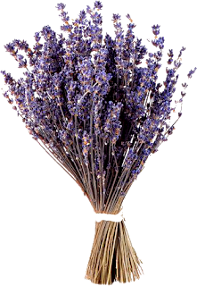 lavanda,plantas,flores,png,recursos,follaje,lila