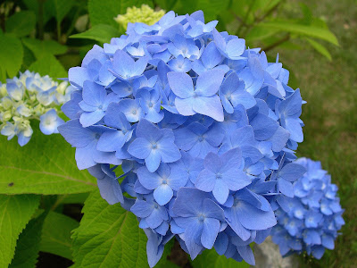 Blue Flowers