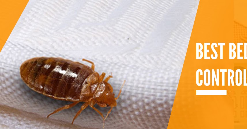 How to Avoid Bed Bugs Know the Signs and Help Prevent the