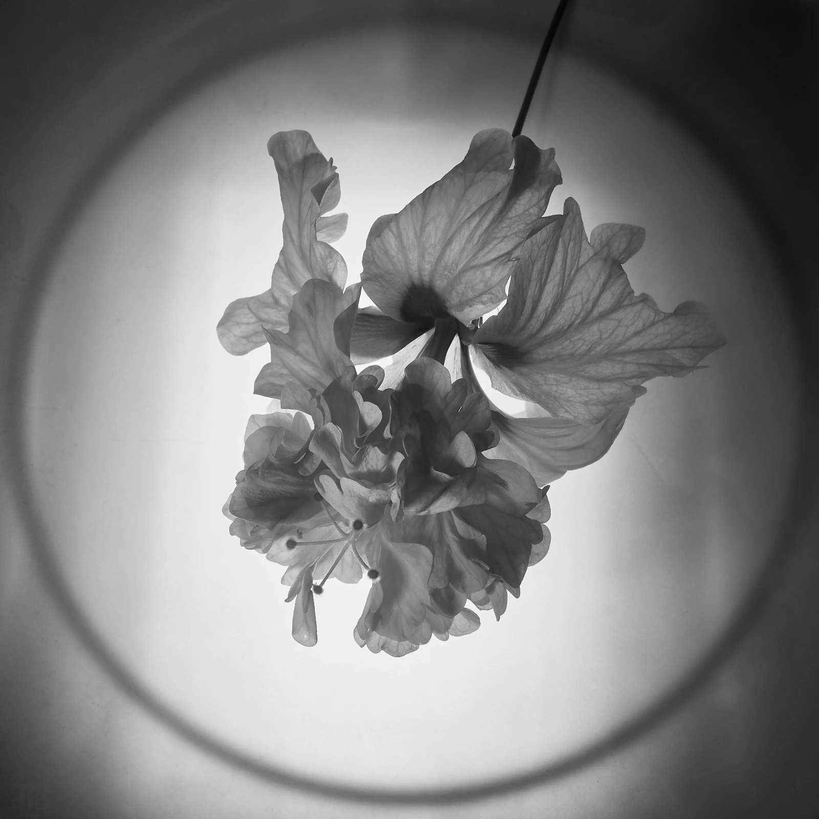 The Hibiscus is back-lit through a plastic dinner plate. I chose Black & White to highlight the contours and shadings found within the Hibiscus. 