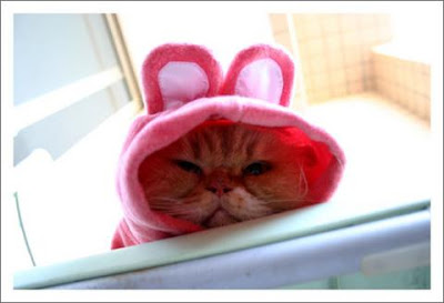 Angry Cat in Rabbit  Costume