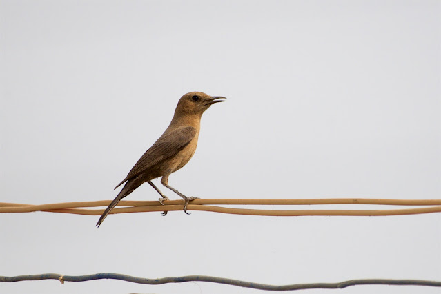 Brown rock chat or Indian chat (शमा) - Oenanthe fusca