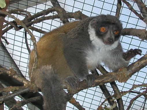 Lac_Alaotra_Gentle_Lemur