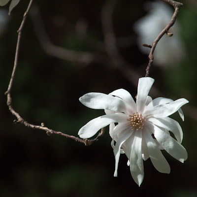 Star Magnolia, Garvan Woodland Gardens