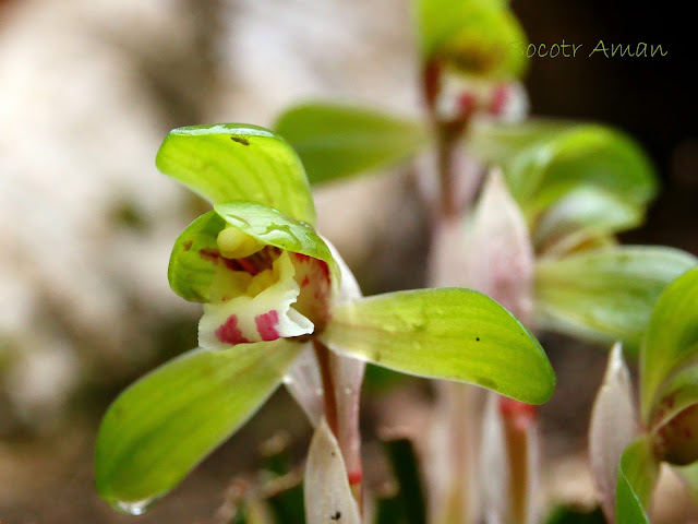 Cymbidium goeringii