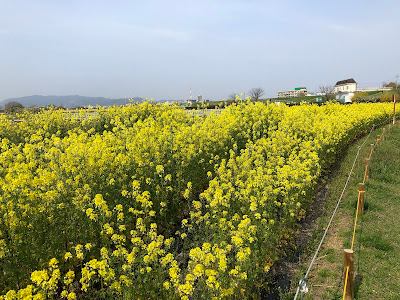 淀川河川公園・太間地区のチューリップと菜の花