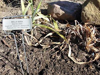 A Tale of Two 'Bella Sera' clumps... | Daylily Blog on Experiments...