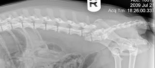 radiografia em cães