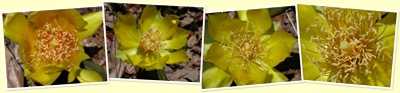 View Opuntia humifusa