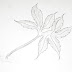 How to Sketch or Draw Long Clover Type Leaf Using Pencil