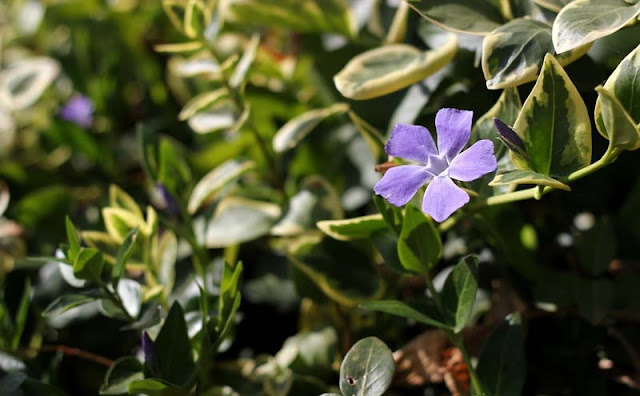 Vinca Major Variegata