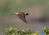 Birds In Flight Photography Cape Town with Canon EOS 7D Mark II