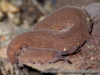 Velvet Worm (Eoperipatus sp.)