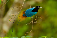 Picture Of Birds Of Paradise