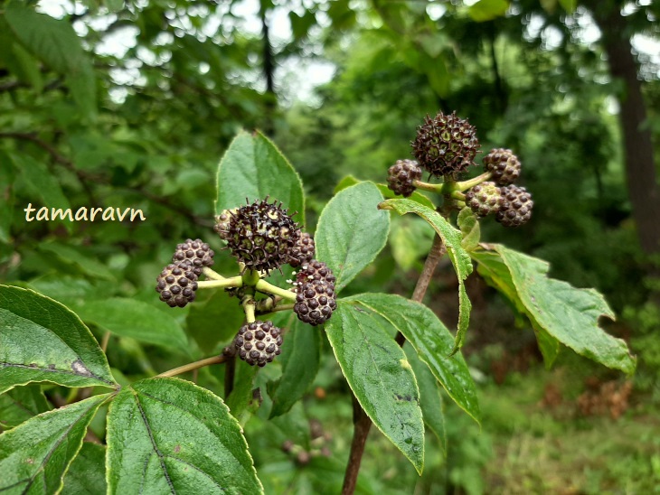 Свободноягодник сидячецветковый (Acanthopanax sessiliflorus, =Eleutherococcus sessiliflorus)