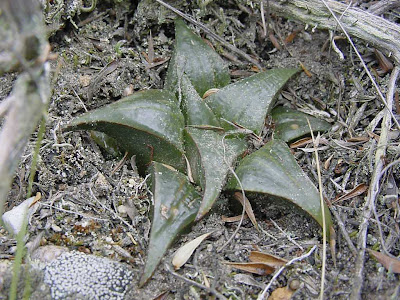 Haworthia badia