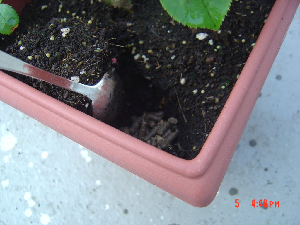 宅貓的花草生活誌 知識 盆植如何施用有機肥 詳細圖解