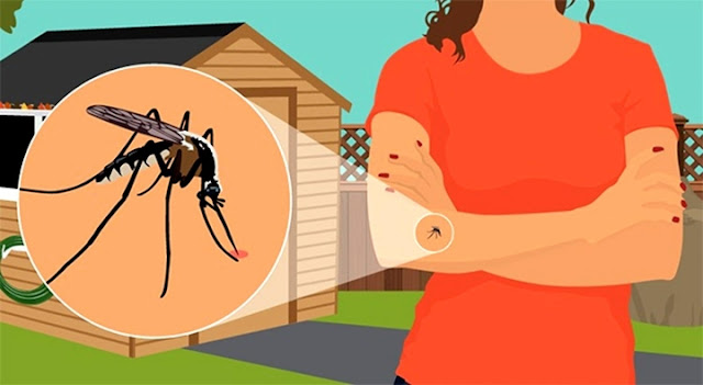 Comment éviter les moustiques au camping