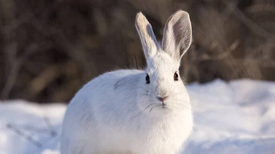 Snow, Winter, White Rabbit, Animal